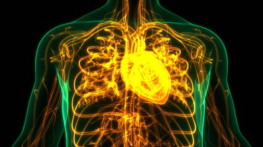 İnsan Dolaşım Sistemi Kalp Anatomisi. Üç Boyut