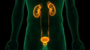 İdrar torbası anatomisi olan insan böbrekleri. Üç Boyut