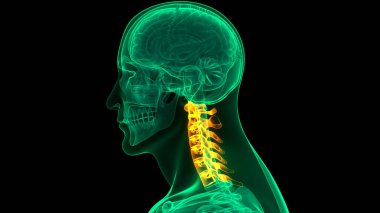 İnsan Sinir Sistemi Beyin Anatomisi Merkezi Organı 'nın 3 boyutlu Animasyon Kavramı