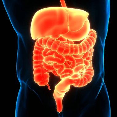 İnsan Sindirim Sistemi Anatomisi 3 boyutlu Animasyon Kavramı
