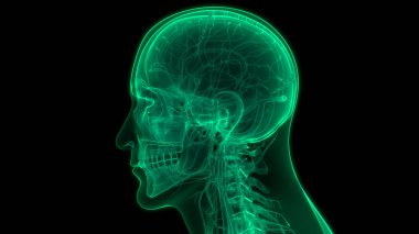 İnsan İskelet Kafatası Kemik Parçaları Anatomisi. Üç Boyut