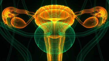 Sinir sistemi ve idrar kesesi anatomisi olan kadın üreme sistemi. Üç Boyut