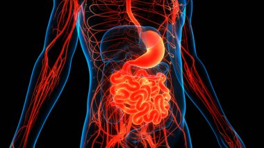İnsan Sindirim Sistemi (Mide Anatomisi). Üç Boyut
