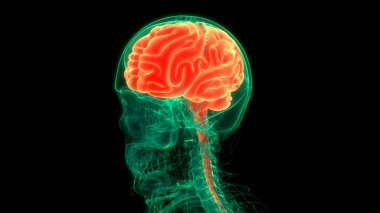 İnsan Sinir Sistemi Beyin Anatomisi Merkezi Organı 'nın 3 boyutlu Animasyon Kavramı