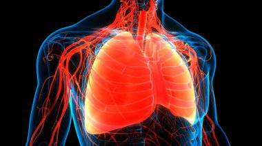 İnsan Solunum Sistemi Anatomisi 3 Boyutlu Animasyon Kavramı