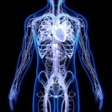 İnsan Dolaşım Sistemi Kalp Anatomisi. Üç Boyut