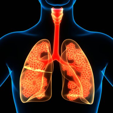 İnsan Solunum Sistemi Anatomisi 3 Boyutlu Animasyon Kavramı