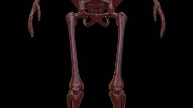 İnsan iskeleti kemik eklemleri anatomisi. Üç Boyut