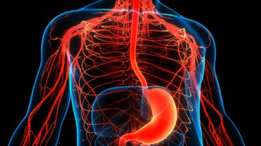 İnsan Sindirim Sistemi (Mide Anatomisi). Üç Boyut