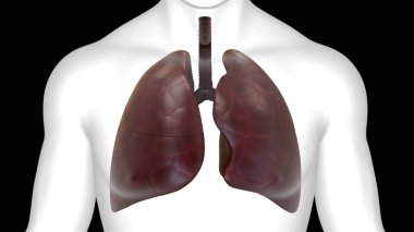 İnsan Solunum Sistemi Akciğerleri Anatomisi. Üç Boyut