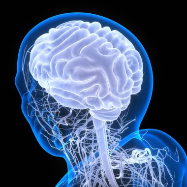 İnsan Sinir Sistemi Beyin Anatomisi Merkezi Organı. Üç Boyut