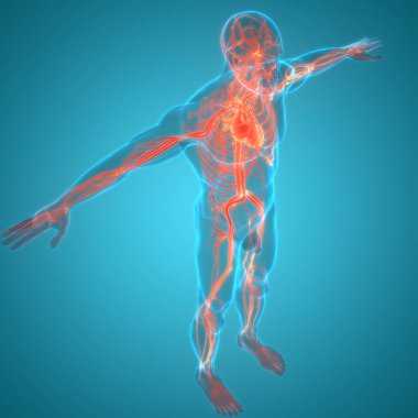 İnsan Dolaşım Sistemi Kalp Anatomisi. Üç Boyut