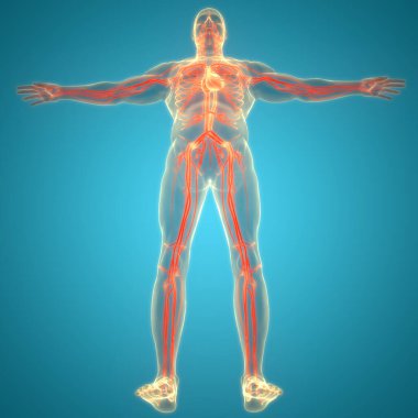 İnsan Dolaşım Sistemi Kalp Anatomisi. Üç Boyut