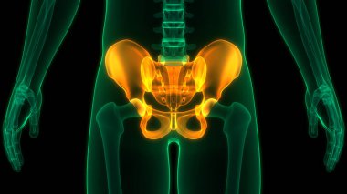 İnsan iskelet sistemi pelvis eklemi anatomisi. Üç Boyut