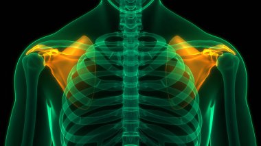 İnsan iskelet sistemi skapula kemik eklemleri anatomisi. Üç Boyut