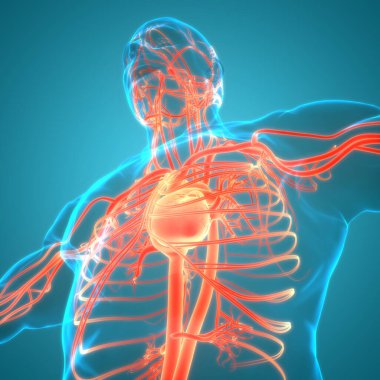 İnsan Dolaşım Sistemi Kalp Anatomisi. Üç Boyut