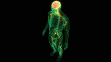 İnsan Sinir Sistemi Beyin Anatomisi Merkezi Organı 'nın 3 boyutlu Animasyon Kavramı