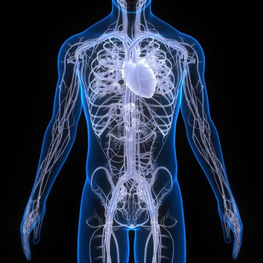 İnsan Dolaşım Sistemi Kalp Anatomisi. Üç Boyut