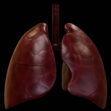 İnsan Solunum Sistemi Akciğerleri Anatomisi. Üç Boyut