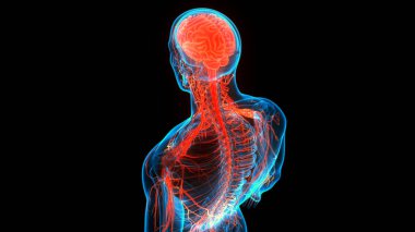 İnsan Sinir Sistemi Beyin Anatomisi Merkezi Organı 'nın 3 boyutlu Animasyon Kavramı