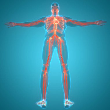 İnsan Dolaşım Sistemi Kalp Anatomisi. Üç Boyut