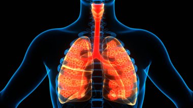 İnsan Solunum Sistemi Anatomisi 3 Boyutlu Animasyon Kavramı