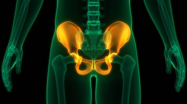 İnsan iskelet sistemi pelvis eklemi anatomisi. Üç Boyut