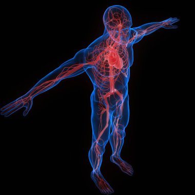 İnsan Dolaşım Sistemi Kalp Anatomisi. Üç Boyut