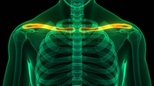 Ludzki System Szkieletowy Stawy Obojczykowe Anatomia — Zdjęcie stockowe