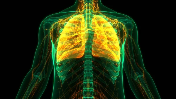 Концепция Анимации Анатомии Легких Дыхательной Системы Человека — стоковое фото