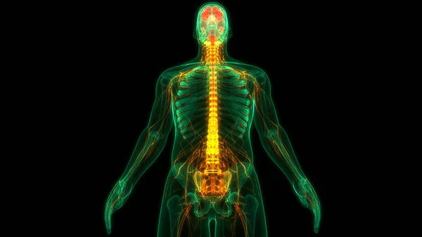 Concepto Animación Del Órgano Central Del Sistema Nervioso Humano Anatomía — Foto de Stock