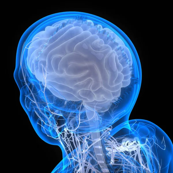 Central Organ of Human Nervous System Brain Anatomy. 3D