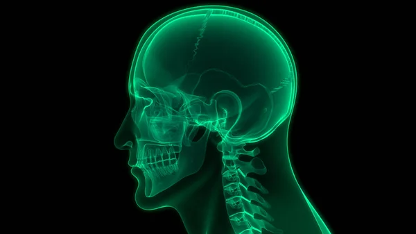 Anatomia Delle Parti Ossee Del Cranio Scheletrico Umano — Foto Stock