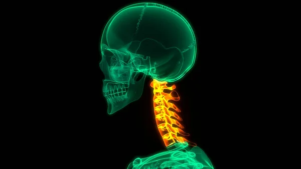 Spinal Cord Anatomy Cervical Vertebrae Illustration — Stock Photo, Image