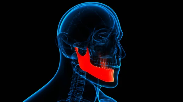 Ludzki Szkielet Kości Czaszki Części Żuchwy Anatomia — Zdjęcie stockowe