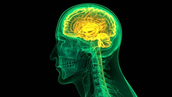 人体神经系统中央器官的三维动画概念脑解剖 — 图库照片