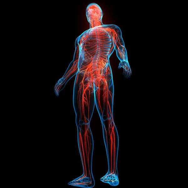 Ústřední Orgán Anatomie Lidského Nervového Systému — Stock fotografie