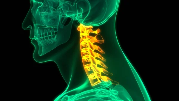 脊髓解剖 — 图库照片