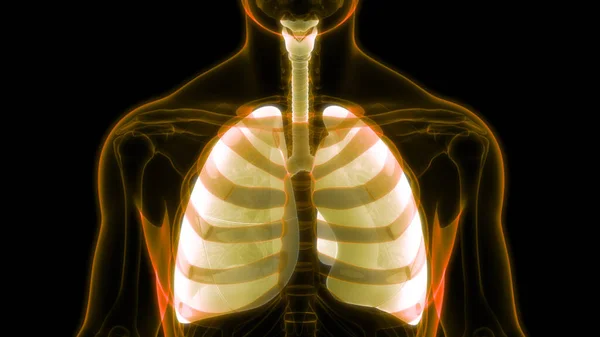 Concetto Animazione Dell Anatomia Polmonare Del Sistema Respiratorio Umano — Foto Stock