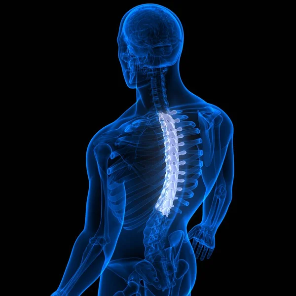 İnsan İskelet Sistemi Anatomisinin Omurları