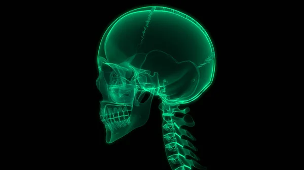 Människans Skelettskalle Bendelar Anatomi Tredimensionell — Stockfoto