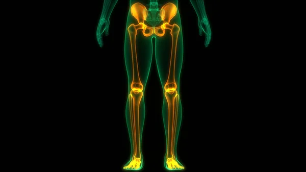 人类骨骼系统下肢骨节解剖 — 图库照片
