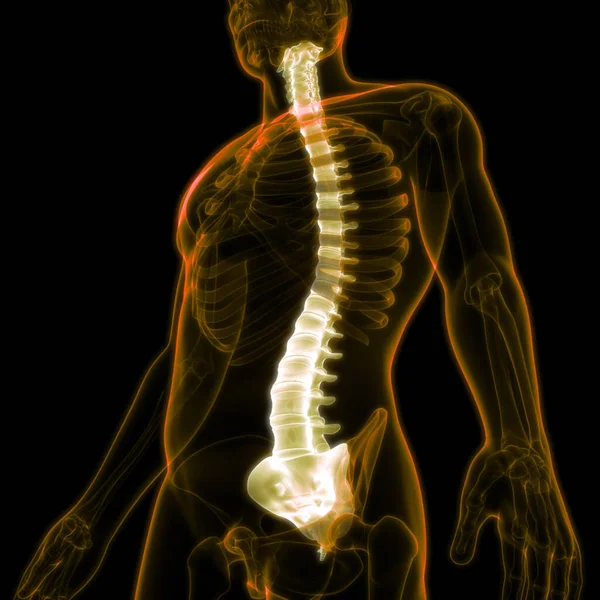 Colonne Vertébrale Anatomie Système Squelettique Humain — Photo
