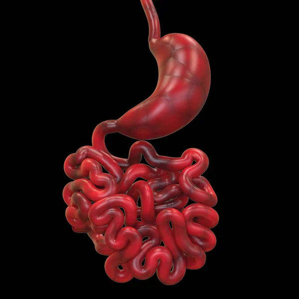 Sistema Digestivo Humano Anatomía Estomacal — Foto de Stock