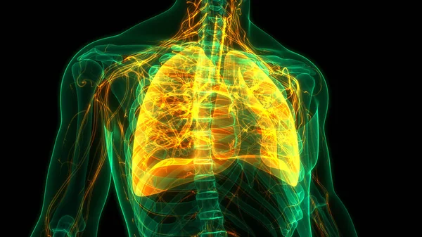 Concept Animation Anatomie Pulmonaire Système Respiratoire Humain — Photo