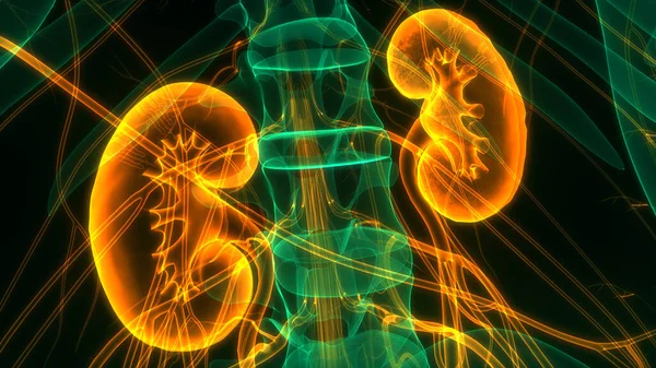 Human Urinary System Kidneys Anatomy — Stock Photo, Image