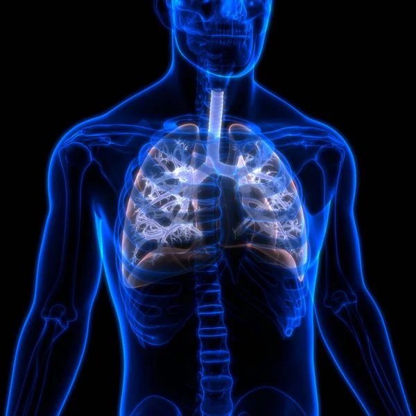İnsan Solunum Sistemi Akciğerleri Anatomisi. Üç Boyut