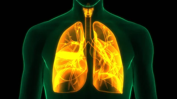 Animation Concept Human Respiratory System Lungs Anatomy — Stock Photo, Image