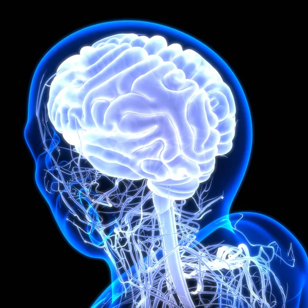 해부학 Brain Anatomy 신경계의 일종이다 — 스톡 사진