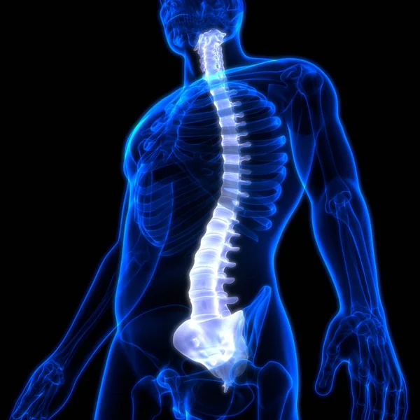 Columna Vertebral Anatomía Del Sistema Esquelético Humano —  Fotos de Stock